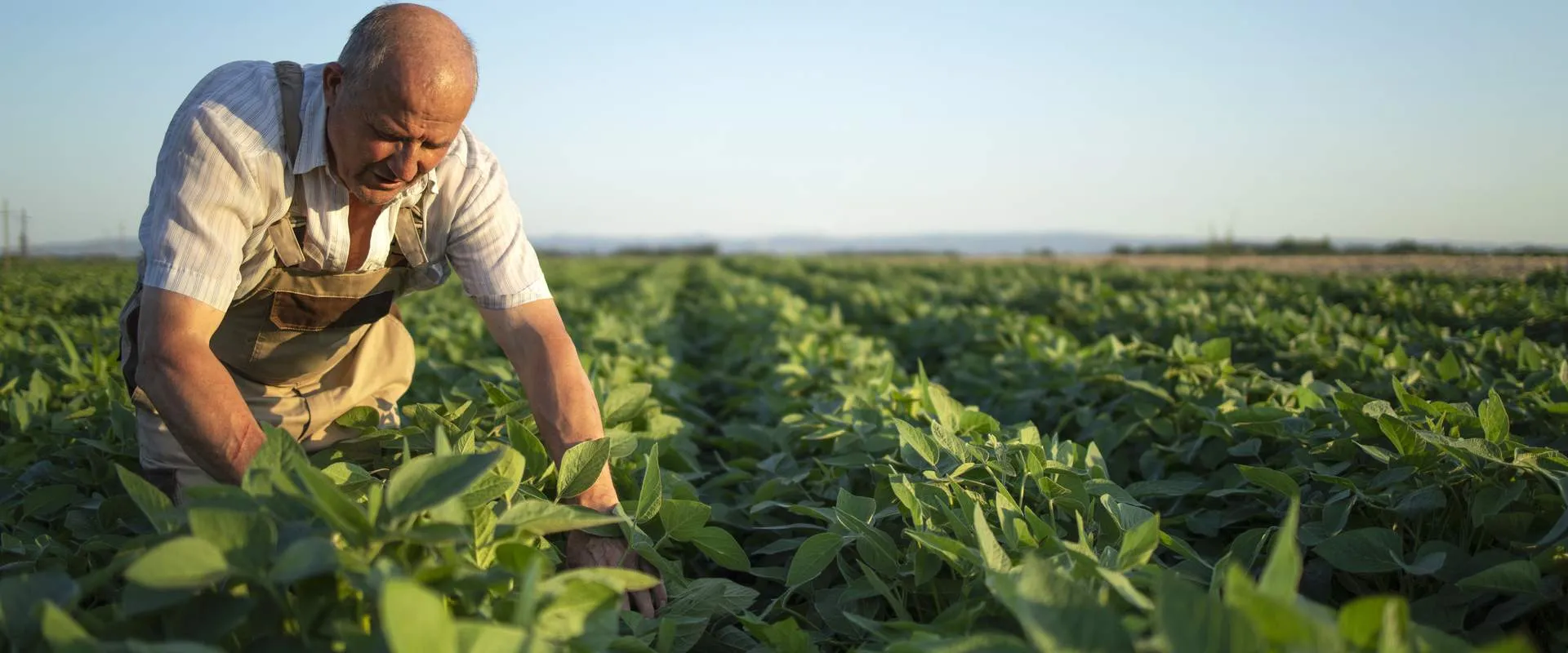 Farmer inspecting his soybean crops